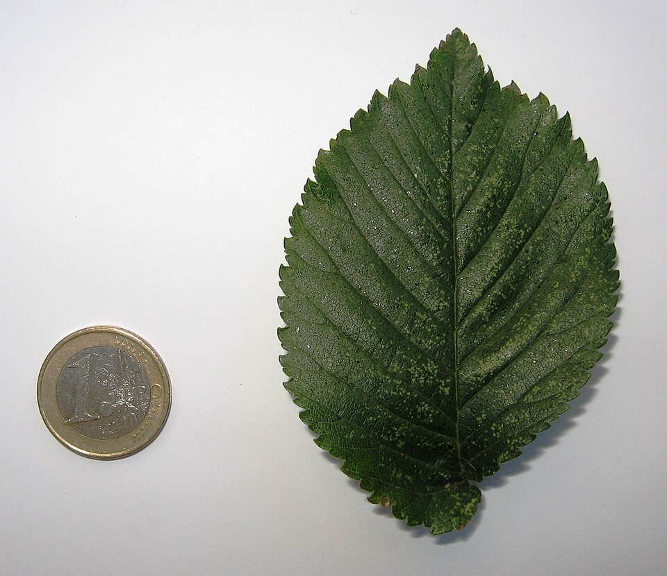 Close-up of Ulmus ×hollandica ‘Dauvessei’ leaf with green and cream tones.
