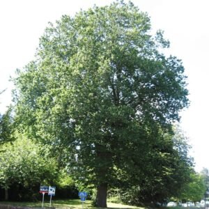 Majestueuze Ulmus ×hollandica ‘Major’ boom met groene bladeren in zonnige omgeving.
