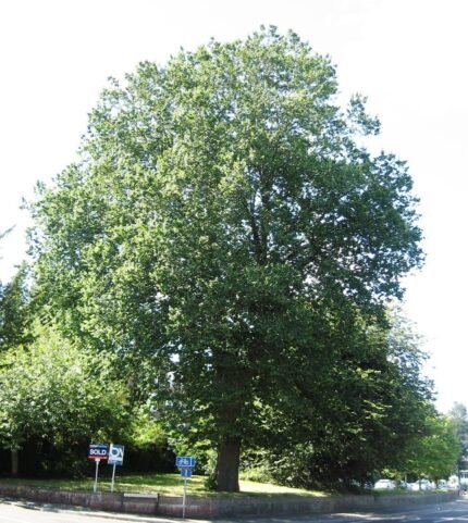 Majestueuze Ulmus ×hollandica ‘Major’ boom met groene bladeren in zonnige omgeving.
