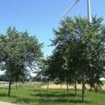 Nieuwe Pioneer Elm met groene bladeren in helder daglicht.