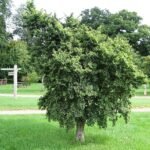 Dwergvormige iep 'Jacqueline Hillier' met compacte groei en weelderig donkergroen blad.