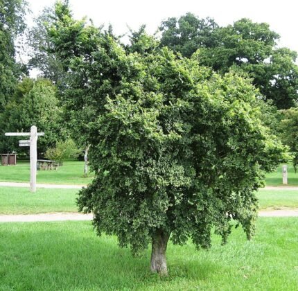 Dwergvormige iep 'Jacqueline Hillier' met compacte groei en weelderig donkergroen blad.