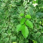 Variegated leaves of Ulmus parvifolia ‘Frosty’ tree with green and white leaf pattern.