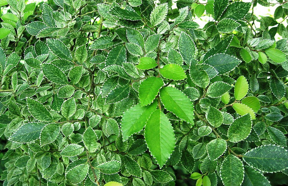 Variegated leaves of Ulmus parvifolia ‘Frosty’ tree with green and white leaf pattern.