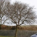 Een prachtige Ulmus pumila 'Hansen'-boom met groene bladeren in een parkomgeving.