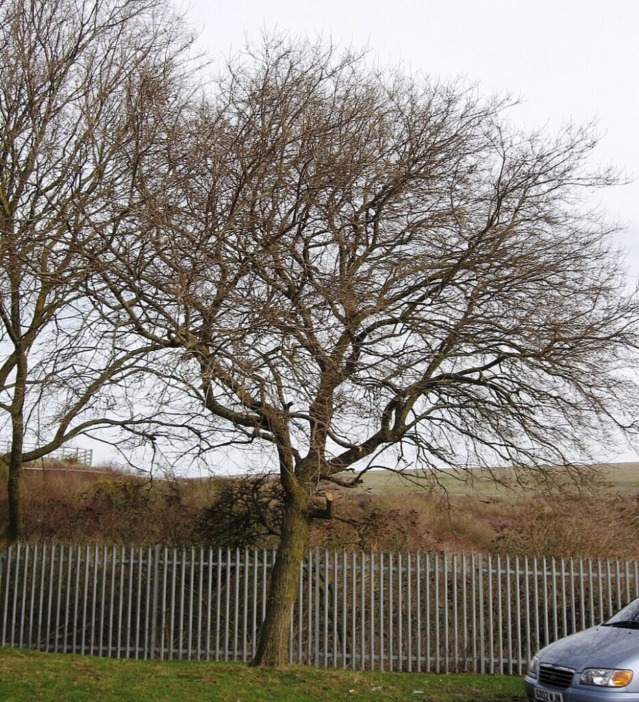 Een prachtige Ulmus pumila 'Hansen'-boom met groene bladeren in een parkomgeving.
