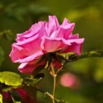 Prachtige roze bloemen van de Rosa ‘Zéphirine Drouhin’ klimroos.