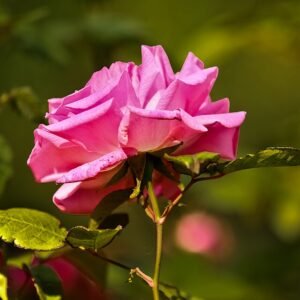 Prachtige roze bloemen van de Rosa ‘Zéphirine Drouhin’ klimroos.