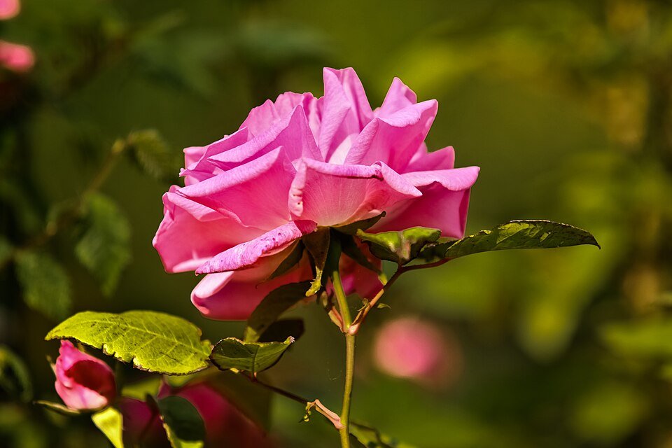 Prachtige roze bloemen van de Rosa ‘Zéphirine Drouhin’ klimroos.