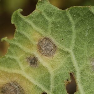 Close-up van primula blad aangetast door Ramularia primulae schimmel.