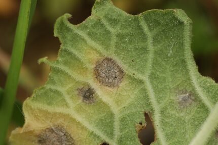 Close-up van primula blad aangetast door Ramularia primulae schimmel.