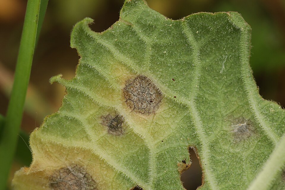 Close-up van primula blad aangetast door Ramularia primulae schimmel.