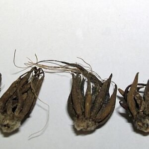 Ranunculus asiaticus bloembollen in roze en wit.