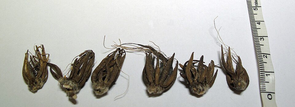 Ranunculus asiaticus bloembollen in roze en wit.