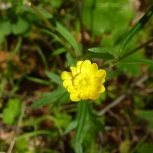 California buttercup bloem met gele bloemblaadjes en groen blad in Sunol Regional Wilderness.