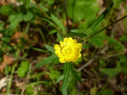 California buttercup bloem met gele bloemblaadjes en groen blad in Sunol Regional Wilderness.