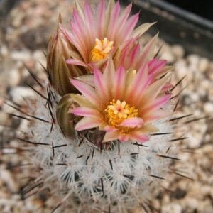 Zeldzame Rapicactus zaragosae met spiraalvormige groene stekels.