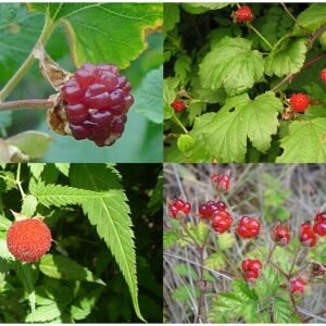 Delicious red raspberries from the Rubus deliciosus plant species.