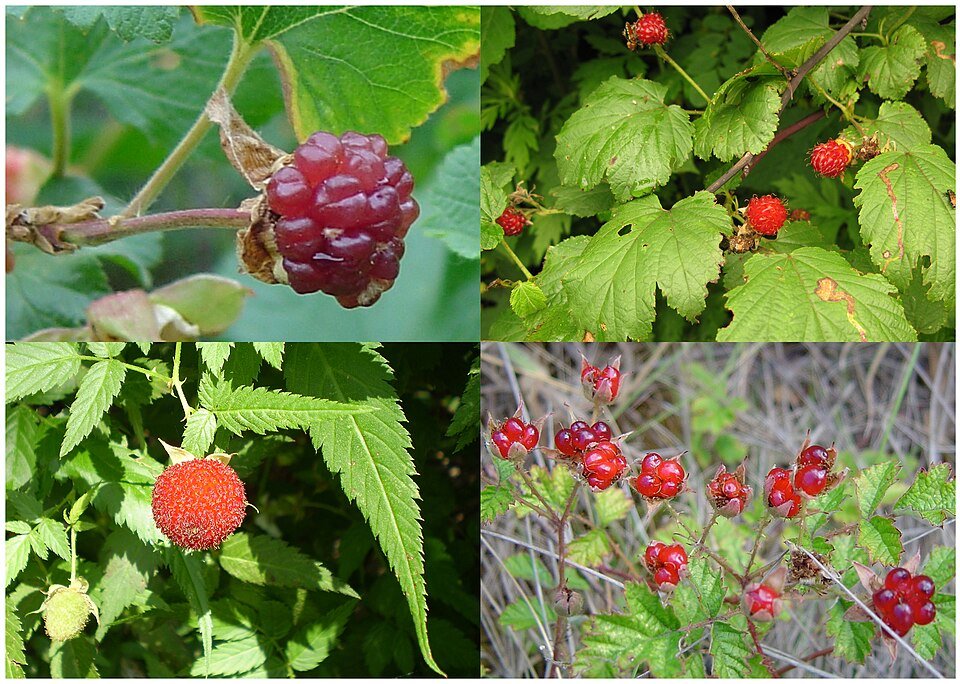 Delicious red raspberries from the Rubus deliciosus plant species.