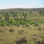 Exotische Ravenala plant uit Madagaskar met lange bladeren en unieke groeivorm.