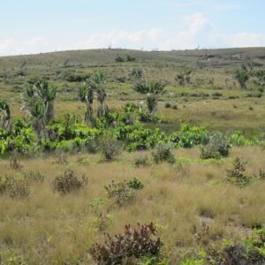 Exotische Ravenala plant uit Madagaskar met lange bladeren en unieke groeivorm.