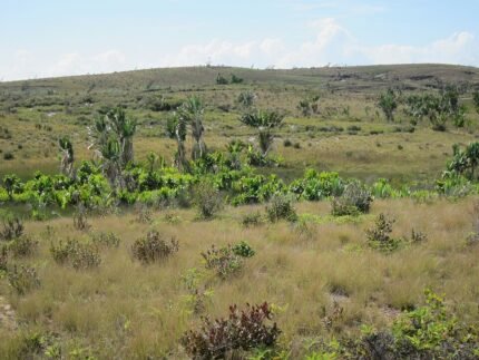 Exotische Ravenala plant uit Madagaskar met lange bladeren en unieke groeivorm.
