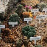 Rebutia mentosa cactus met witte bloemen in terra cotta pot.