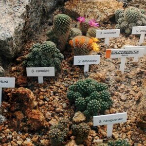 Rebutia mentosa cactus met witte bloemen in terra cotta pot.