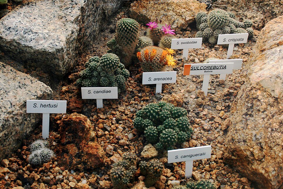 960px-Rebutia_Liberec_1 Rebutia mentosa cactus met witte bloemen in terra cotta pot.