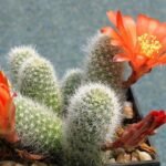 Rebutia fabrisii cactus met oranje bloemen en stekels op donkere achtergrond.