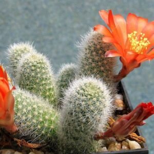Rebutia fabrisii cactus met oranje bloemen en stekels op donkere achtergrond.