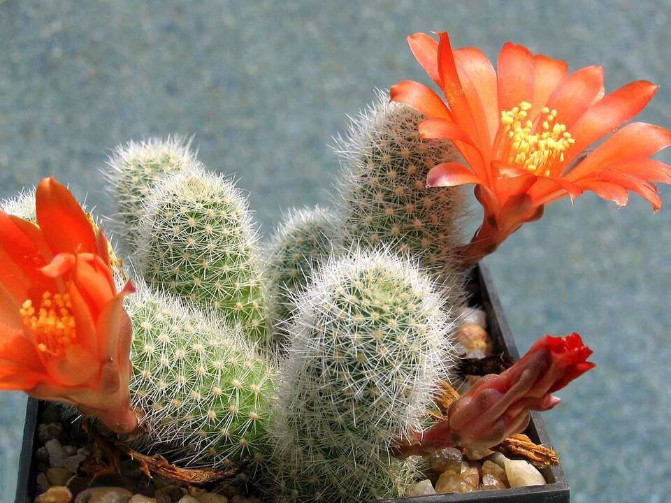 Rebutia fabrisii cactus met oranje bloemen en stekels op donkere achtergrond.