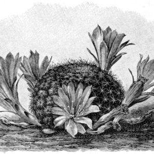 Rebutia minuscula cactus met felroze bloem in terracotta pot.