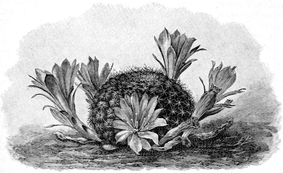 Rebutia minuscula cactus met felroze bloem in terracotta pot.