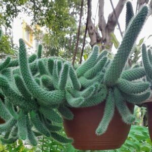 Aylostera pulvinosa cactus met levendige roze bloemen bloeit in een tuin in Bengaluru, India.