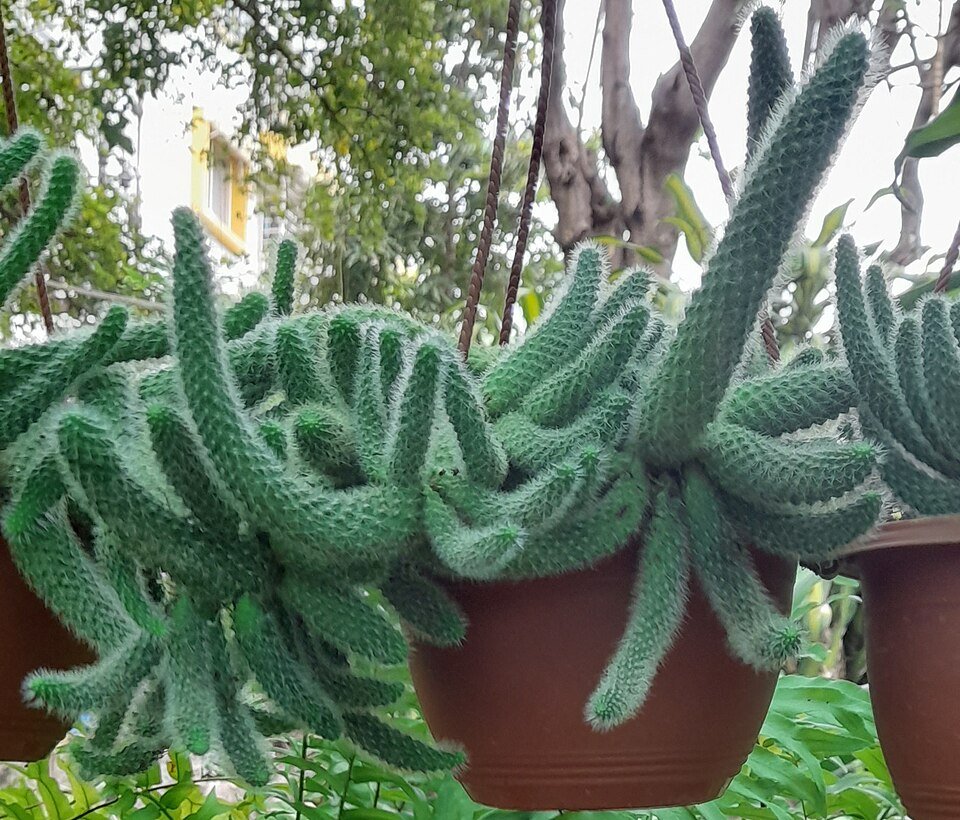Aylostera pulvinosa cactus met levendige roze bloemen bloeit in een tuin in Bengaluru, India.