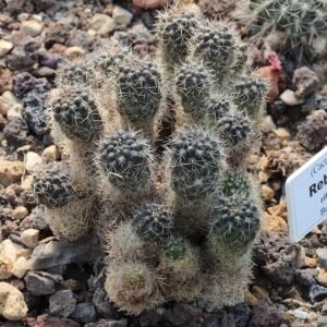 Aylostera atrovirens cactus met heldere rode bloemen en groene stekels.