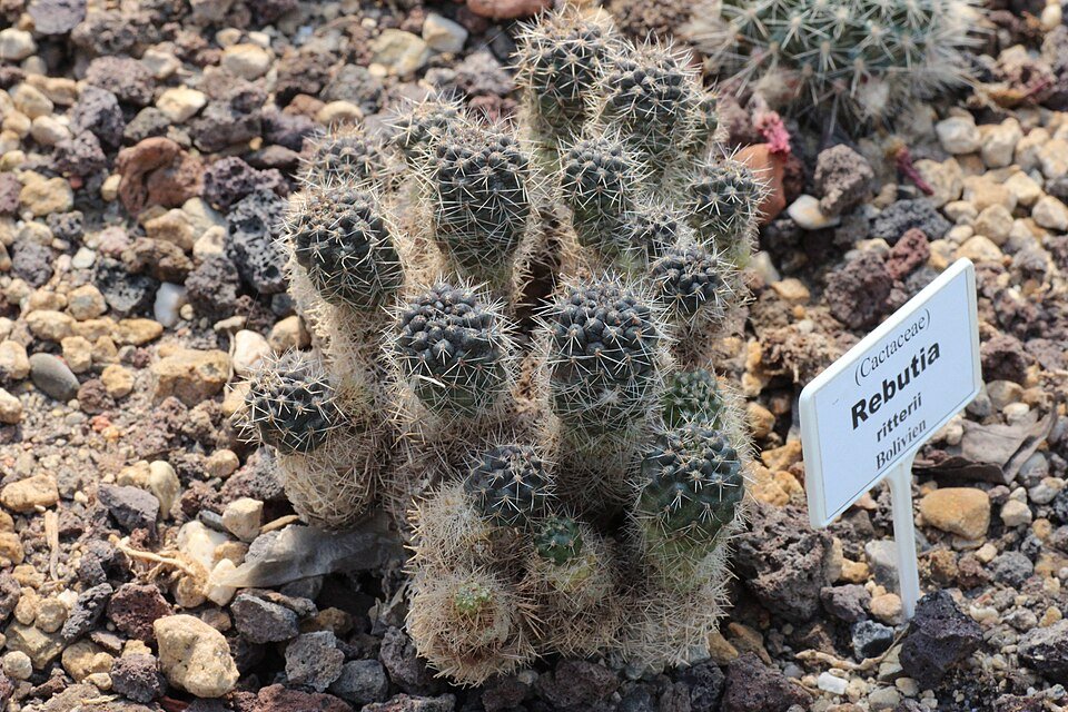 Aylostera atrovirens cactus met heldere rode bloemen en groene stekels.