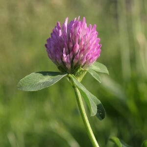 Rode klaver bloem in heldere zonlicht, beperkt winterhard.