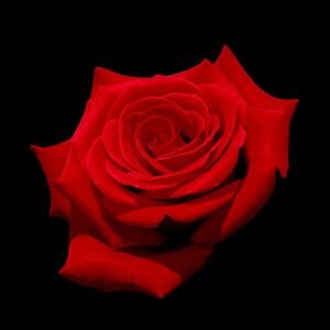 Rode roos op zwarte achtergrond, elegante en esthetische compositie.