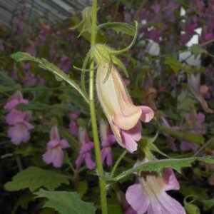 Rehmannia elata plant met rode bloemen en groen blad.