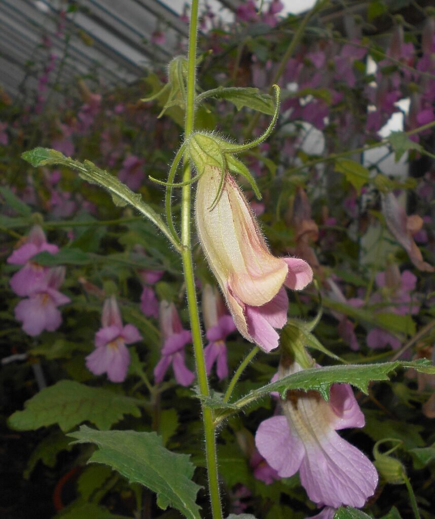 Rehmannia elata plant met rode bloemen en groen blad.