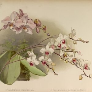 White Phalaenopsis × intermedia orchid in full bloom with green foliage background.