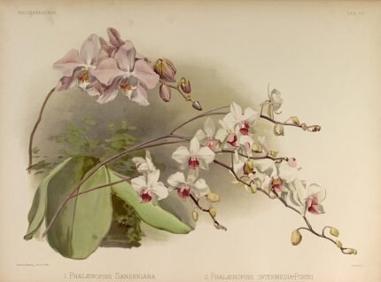 White Phalaenopsis × intermedia orchid in full bloom with green foliage background.