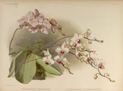 White Phalaenopsis × intermedia orchid in full bloom with green foliage background.