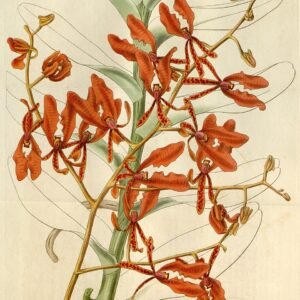 Vivid bloeiende rode Renanthera coccinea orchidee op donkere achtergrond.