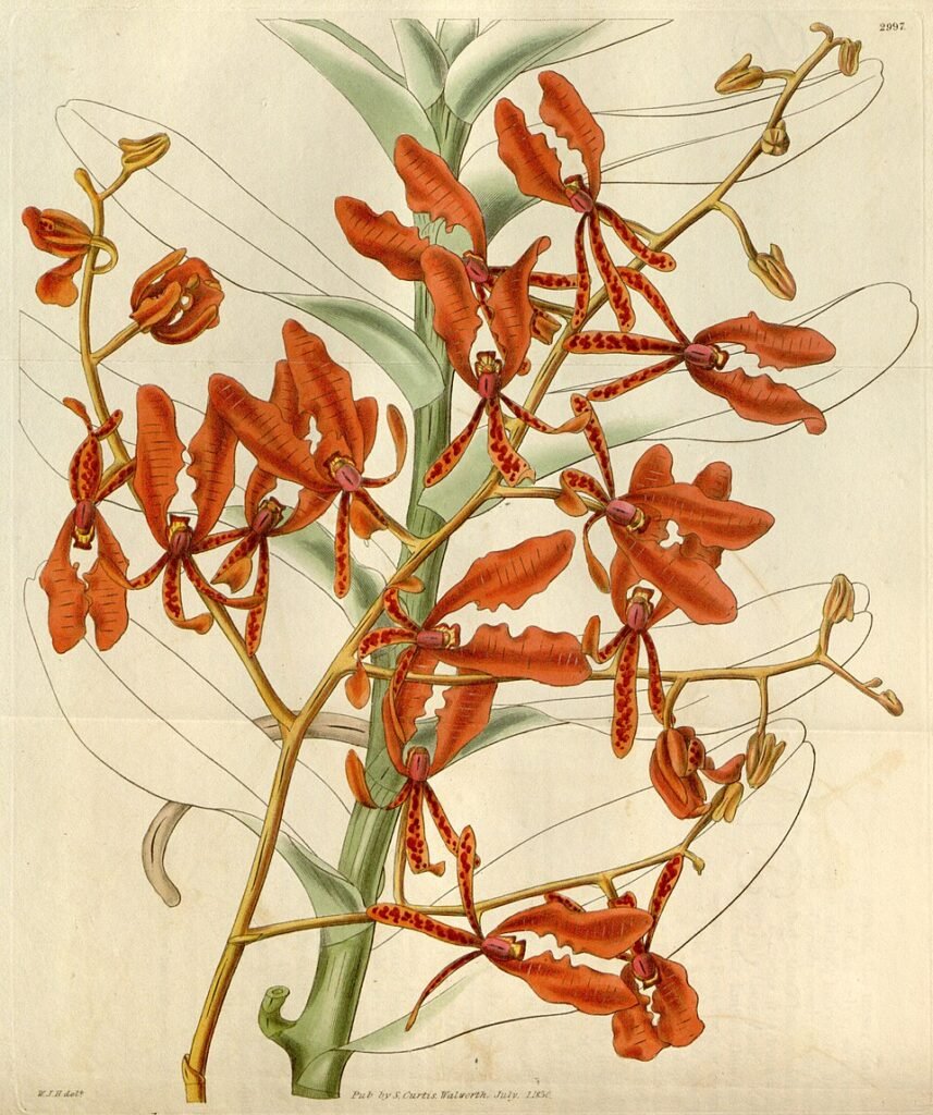 Vivid bloeiende rode Renanthera coccinea orchidee op donkere achtergrond.