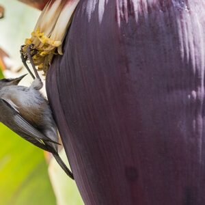 Grijze Réunionbrilvogel met witte ogen, Saint-Denis, Réunion.