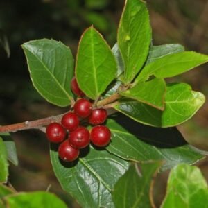 Rhamnus alaternus plant met glanzende donkergroene bladeren en kleine rode bessen.
