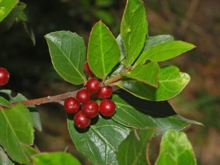 Rhamnus alaternus plant met glanzende donkergroene bladeren en kleine rode bessen.
